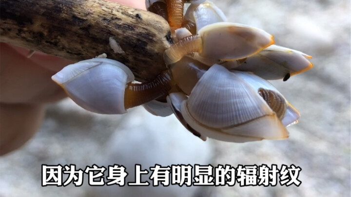 【亮记生物鉴定】西沙赶夜海，看到了这些