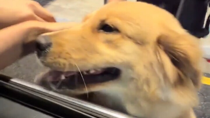 Anjing golden retriever memang pada dasarnya menyukai manusia