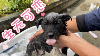 粘鼠板你也敢玩？下场有点惨