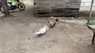 𝙇𝙚𝙞𝙥𝙚𝙧 𝙂𝙧𝙚𝙮 𝙭 𝙒𝙝𝙞𝙩𝙚 𝙆𝙚𝙡𝙨𝙤 𝙑𝙎 𝘽𝙪𝙡𝙞𝙠 𝙎𝙥𝙖𝙧