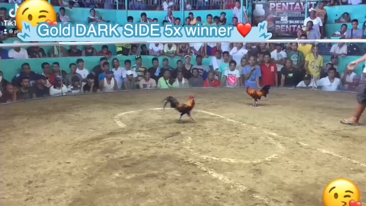 Gold dark side 5x winner Cap Gamefowls Davao City