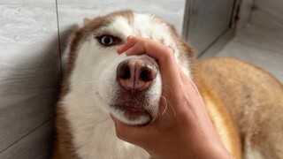 世界难题，三只狗中有一只乱拉，但都承认错误！