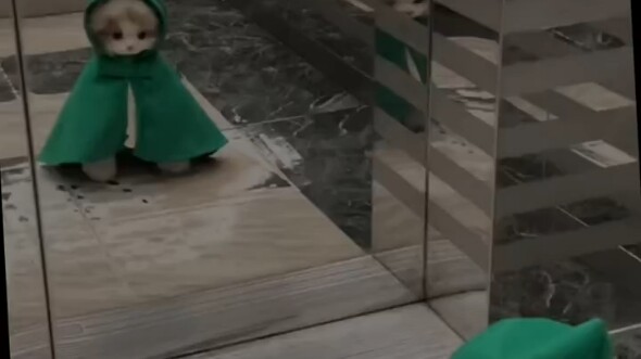 แนะนำให้สาวน่ารักและขี้เล่นที่สุดในโลกมาดูกันเลย! “สัตว์เลี้ยงน่ารัก” แมว