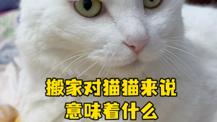 Apa arti pindah rumah bagi para kucing?