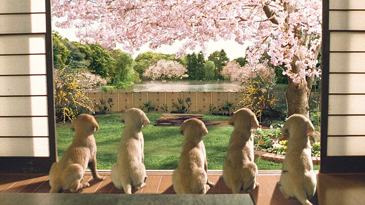 Guide dogs aren’t unlucky dogs—“Quill”