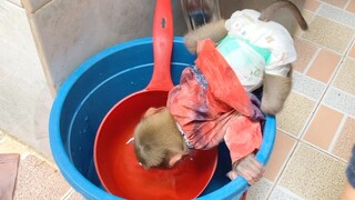 Baby Monkey Maya Very Thirsty Drink Water In The Tank