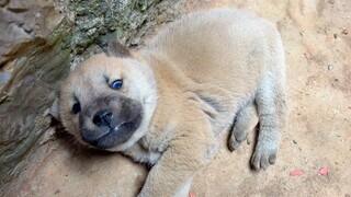 Ternyata teknik titik akupunktur benar-benar efektif untuk anjing...