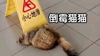 猫猫:怎么倒霉的事都落在我身上啊！！！