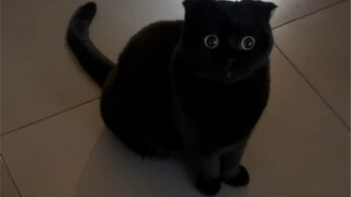 If you want to avoid stepping on a black cat at night, turn it into a mobile flashlight!