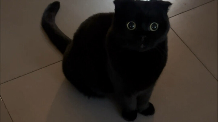 要想晚上不踩到黑猫，那就把他变成移动手电筒吧！
