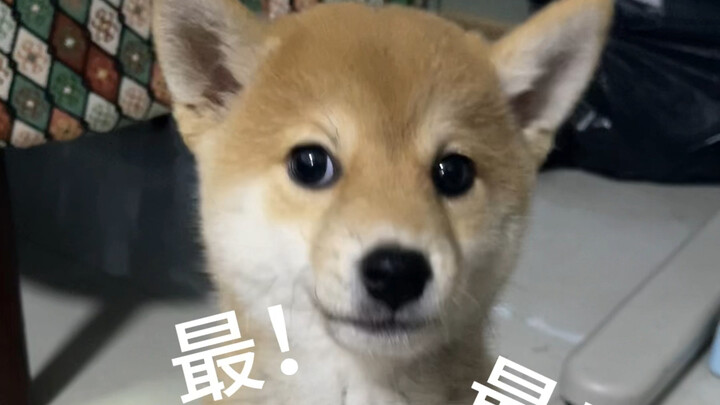 Sang Okama yang paham situasi