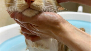 After taking a bath, you are no longer a kitten.