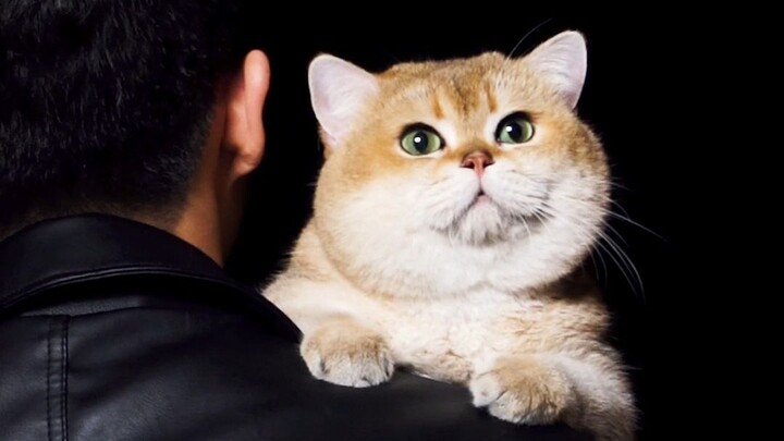 Appreciating China’s Top 100 Champion Cats, Episode 1: British Shorthair Golden Tabby—Little Jin Pan