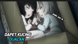 Ketika seorang pemuda menemukan 2 kucing loli di dalam kotak kardus 😲🔥