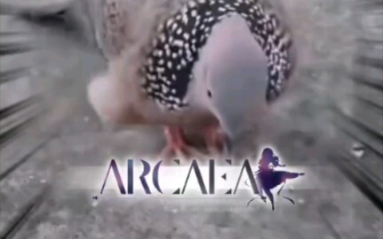 Tia gãy xương.mp4