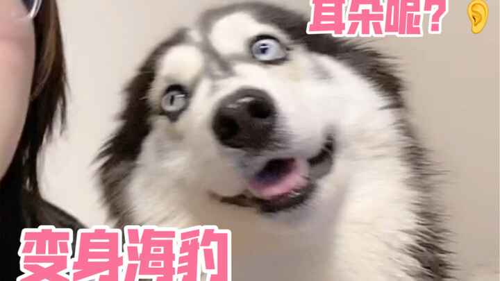 After pulling off a sneak attack, the husky tries to sweet-talk its way out of trouble.