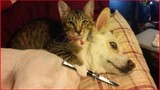 Funny Cats Vs Dogs Compilation.