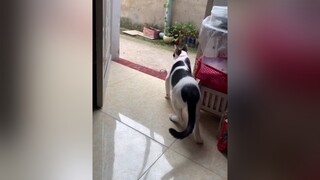 mèoyamaha camera chạy bằng hạt😺😺phanyennhi mèoyanghồ mèo