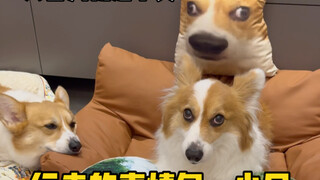 养了一只行走的表情包