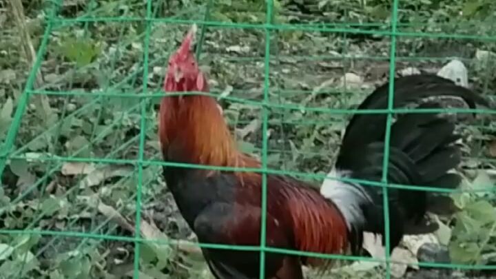 🐓