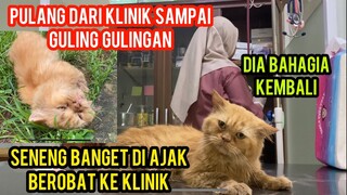 Subhan Allah Kucing Persia Di Buang Seneng Banget Di Bawa Ke Dokter..!