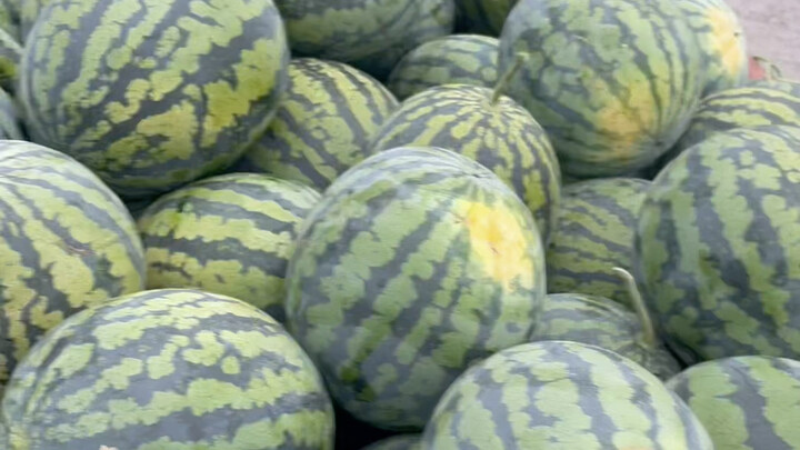 Semangka yang ditanam sendiri oleh petani, satu truk seharga 160 yuan, tetapi pedagang perantara pun