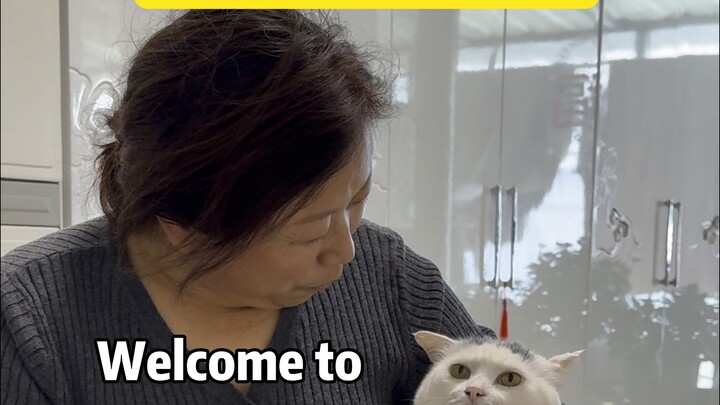 Di Timur Laut, bahkan kucing pun jadi lebih pendiam???