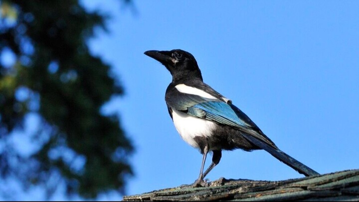 🐦 La URRACA que parece un ladrón de guante blanco 😱