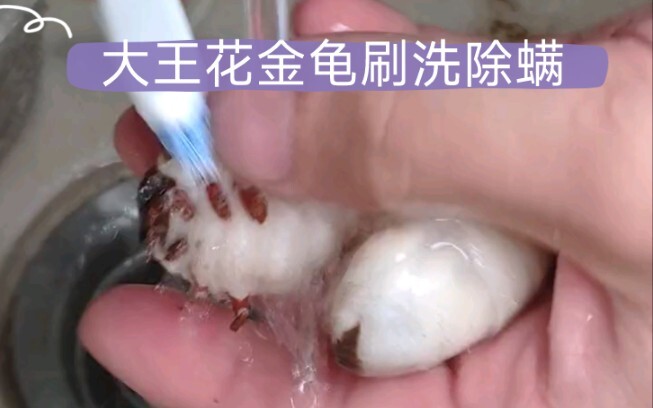 Washing and mite removal for Titan beetle larvae