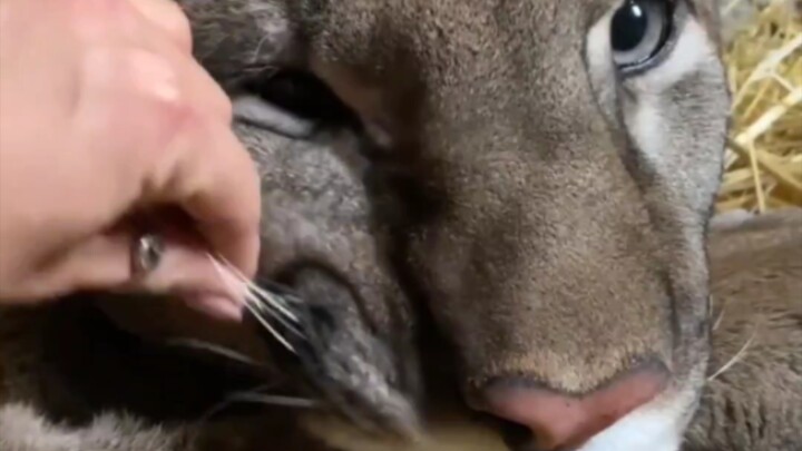 Cat Emotion Test: Subject One – Touching the Cat’s Leg