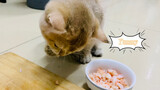สัตว์|เจ้าแมวกำลังก้มหน้าก้มตากินข้าว