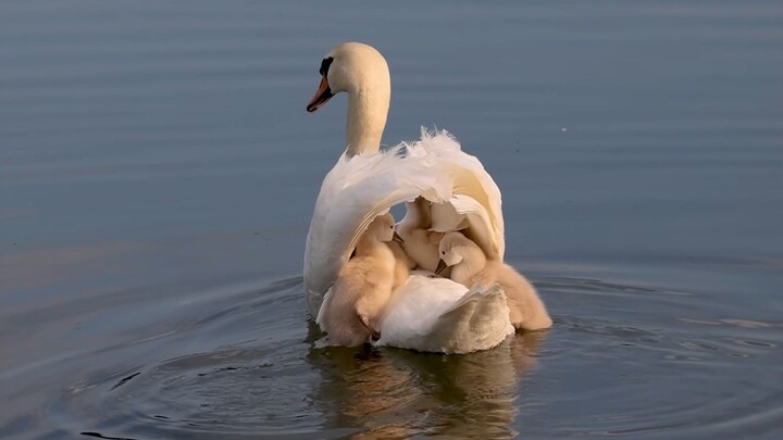 The swan mother’s luxury ferry has set sail.