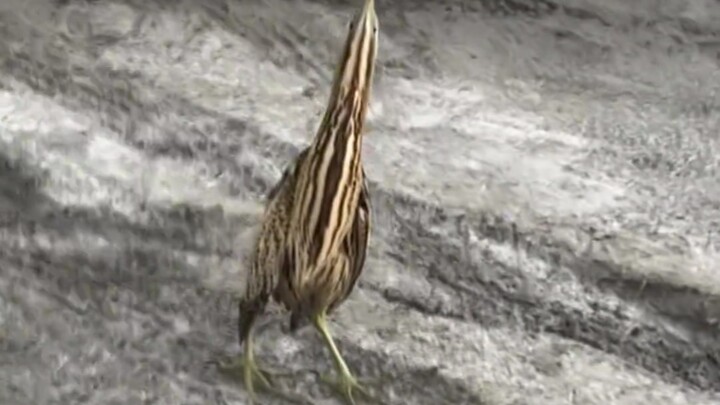 يا إلهي، هل هذه من كائنات الأرض؟