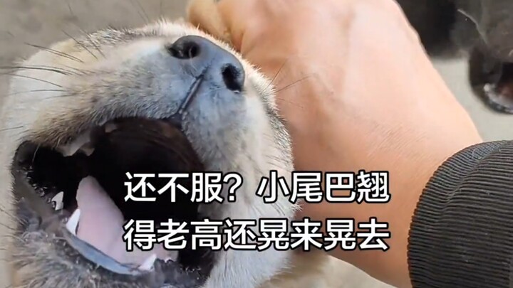 Well-behaved dogs are shaped through training, while aggressive ones are made that way by being spoi
