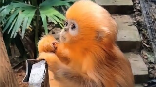 Such a tiny, pretty little monkey with delicate features—so adorable! 🥰