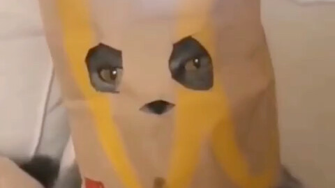 Cat: Do you think you're very funny?