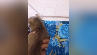 Ai có cách nào cho mèo không dám đòi ngủ chung nữa không? meow cat thucung onhavanvui yeudongvat CapCut