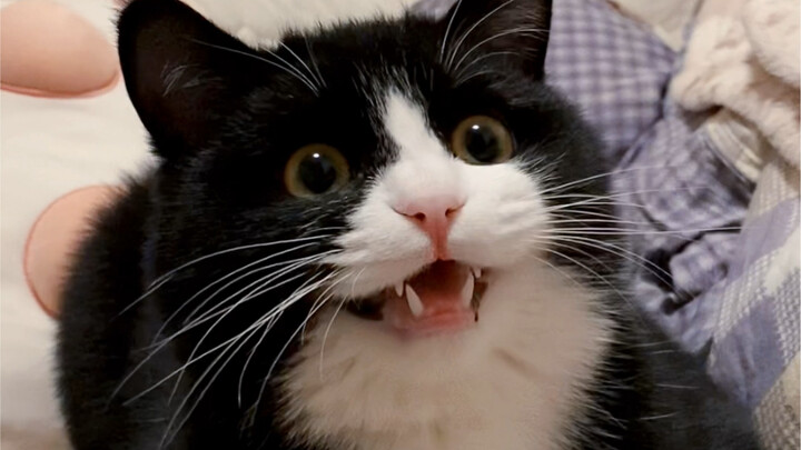 There’s a funny gene in Cow Cat’s DNA.