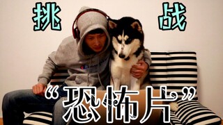 主人胆小，不敢看恐怖片，非要拉着二哈一起看！