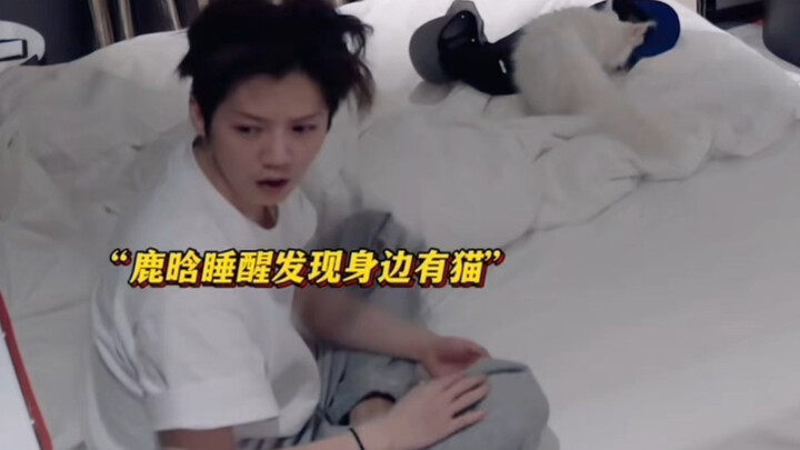 Lộc Hàm ngủ dậy phát hiện cả phòng toàn là mèo