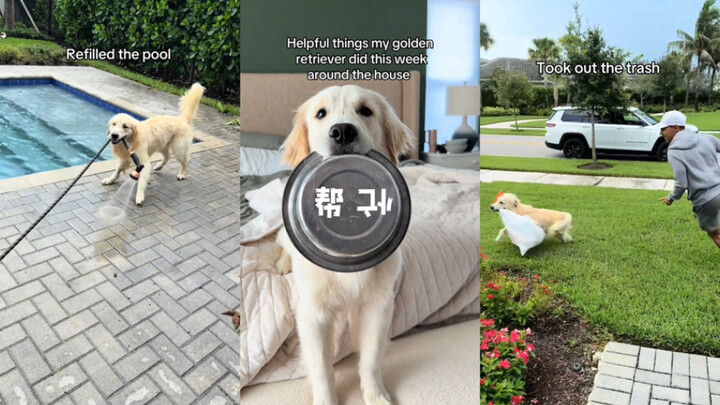 What chores has my golden retriever helped with at home this week?