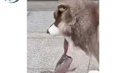 Alaska Got Bitten by a Turtle—The Follow-Up Is Here!