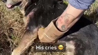 小狗在路边至少等了6个小时，为受伤狗狗等来救援