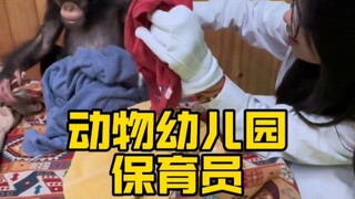 当一天小猩猩的保育员是种什么体验！！！