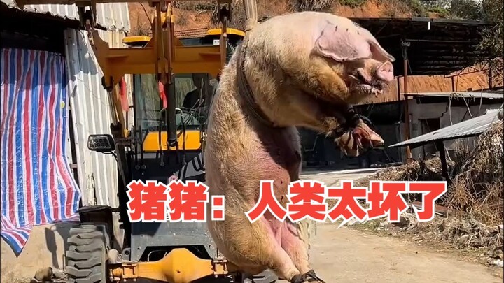 Zhu Zhu: Humans are so mean!