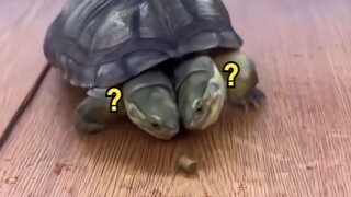 "Di Mana Hewan Aneh Itu?" 160