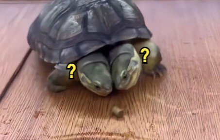 «أين توجد الحيوانات الغريبة» 160