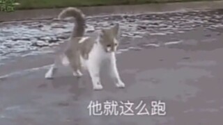 แมว: ปลาตัวนั้น ยาวและใหญ่ขนาดนั้น เขาก็วิ่งหนีไปแบบนี้เลย