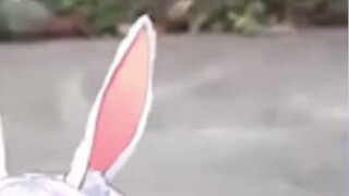 Berbicara pada diri sendiri burung peko