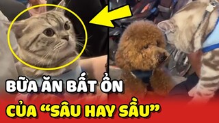 Chuyến đi ăn BẤT ỔN của bé mèo tên "SÂU HAY SẦU" 😂 | Yêu Lu